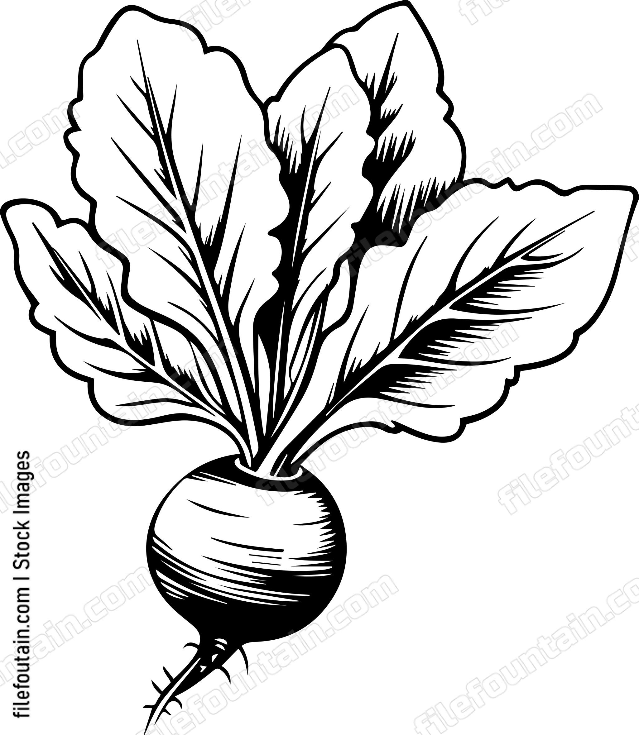 Beetroot