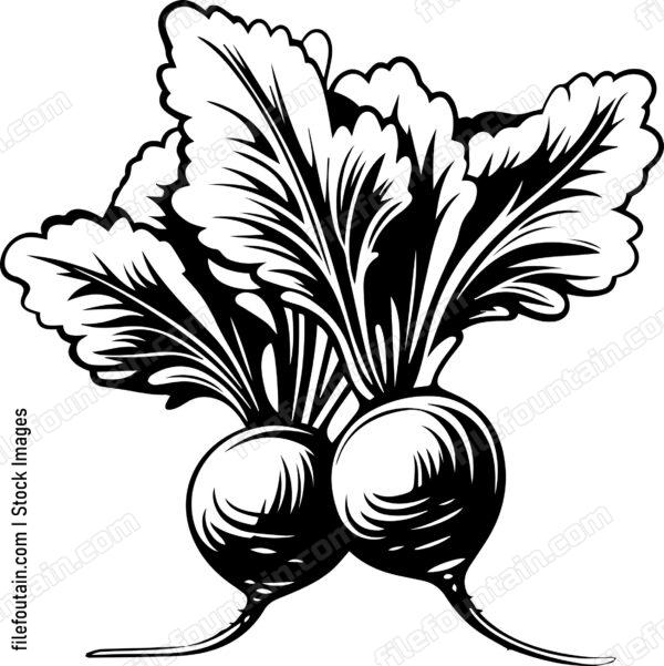 Beetroot