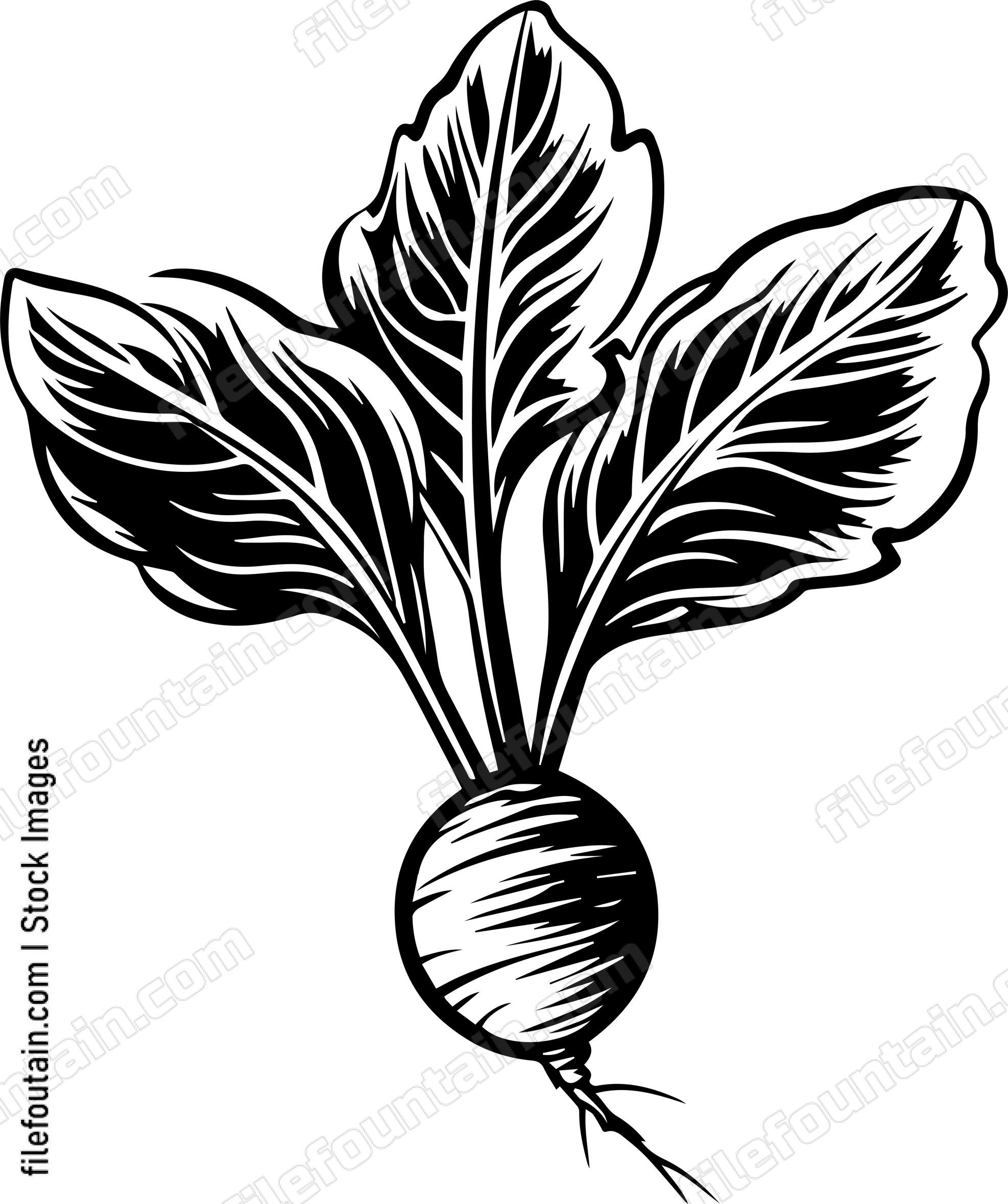 Beetroot