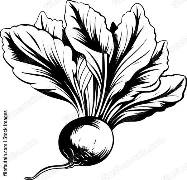 Beetroot