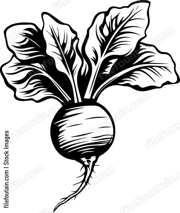 Beetroot