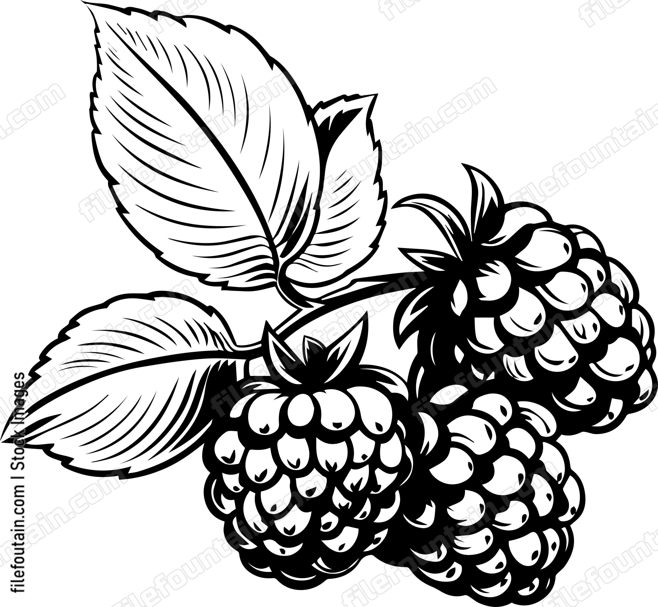 Berries Fruits
