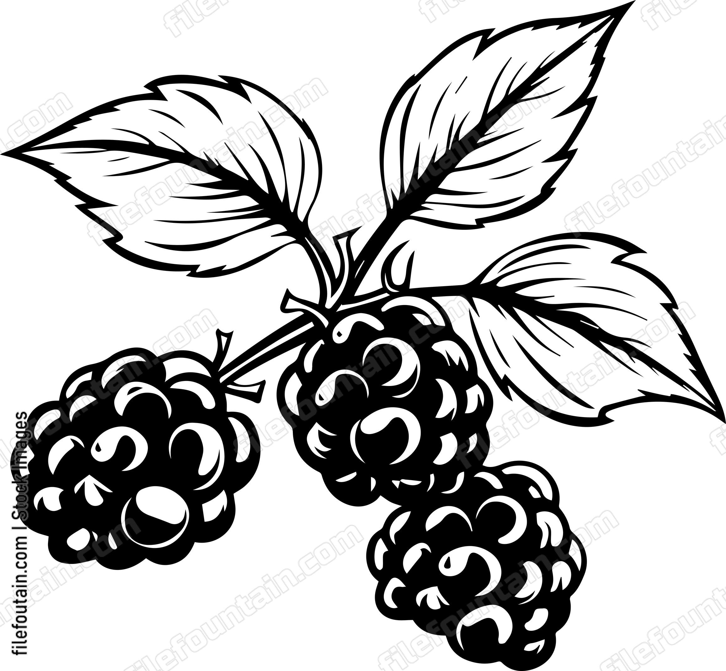 Berries Fruits