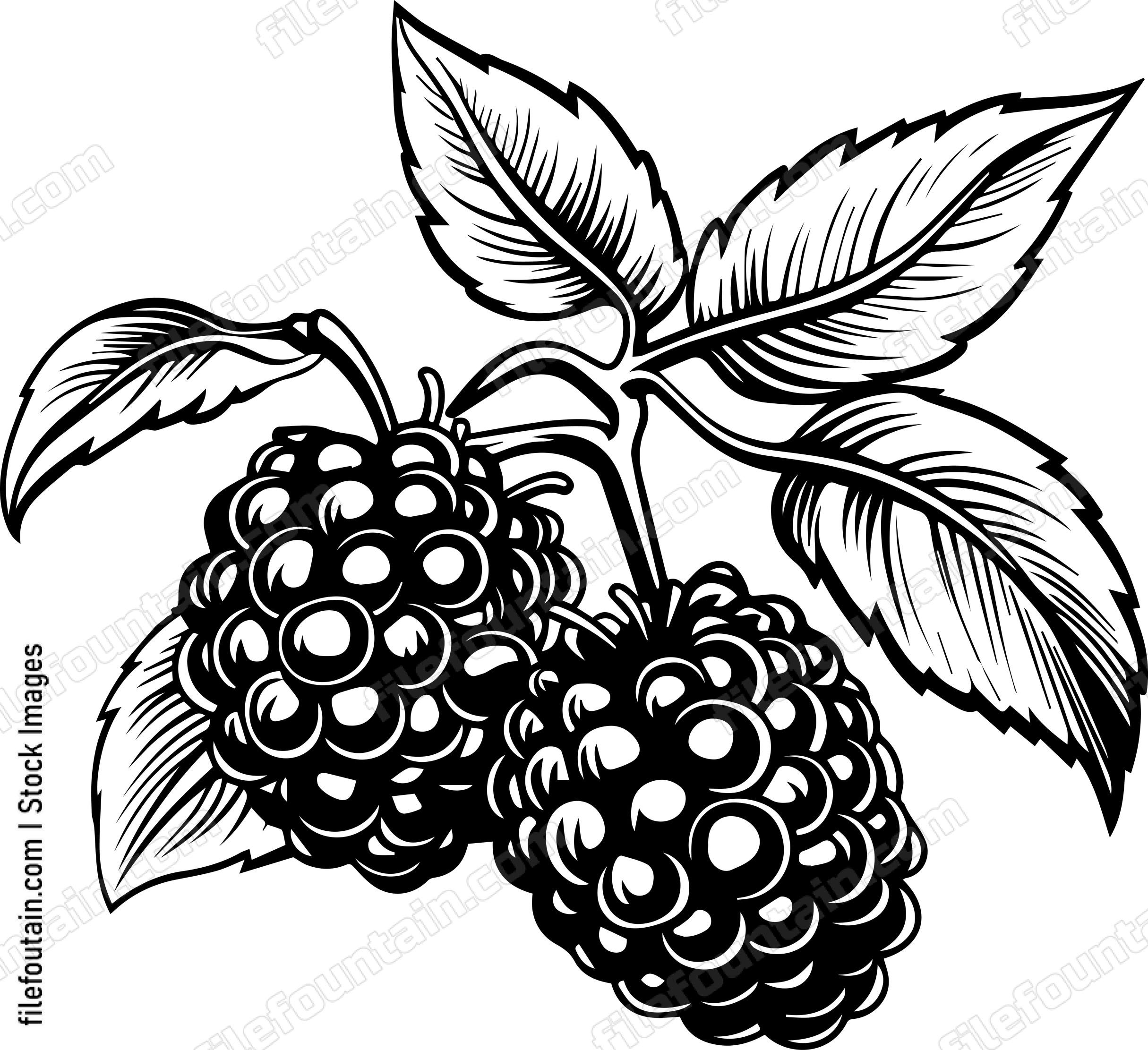 Berries Fruits