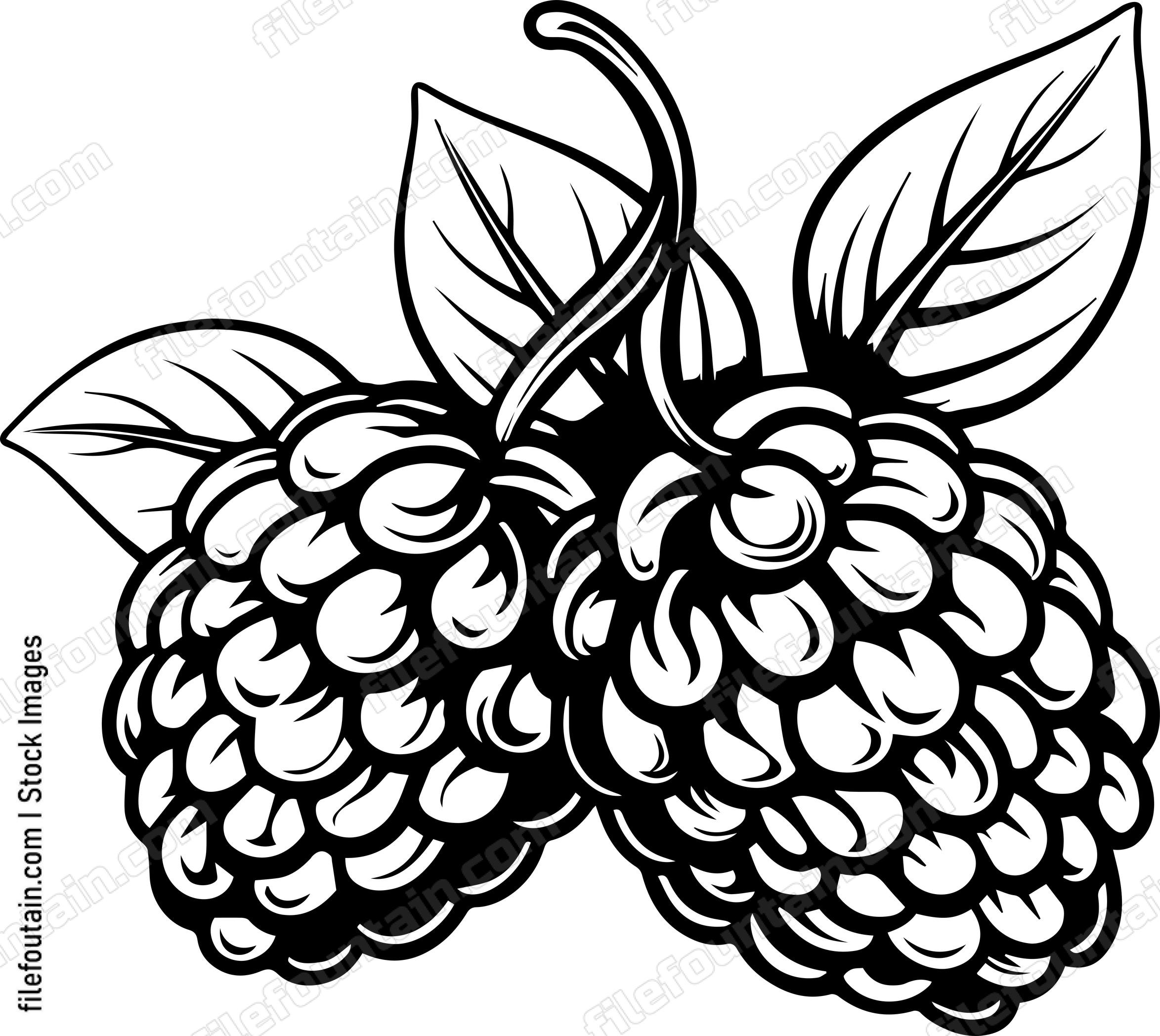 Berries Fruits