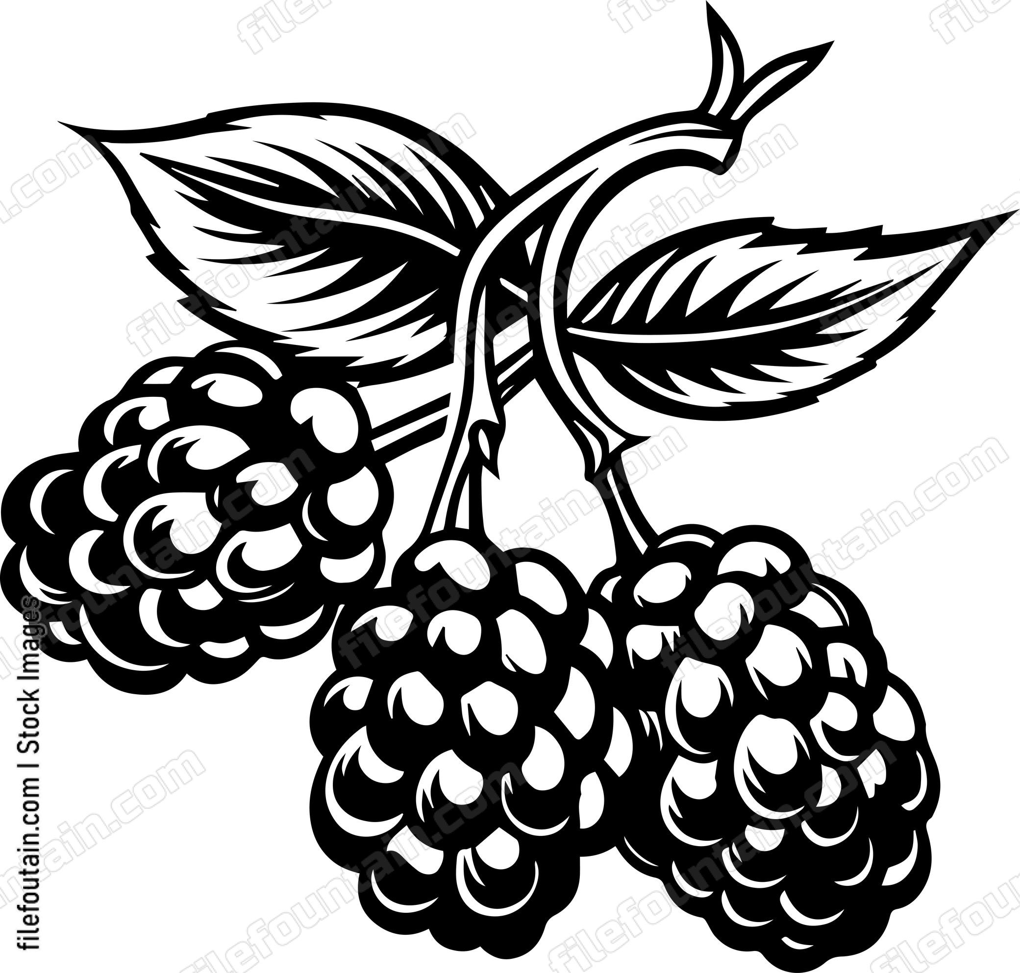 Berries Fruits
