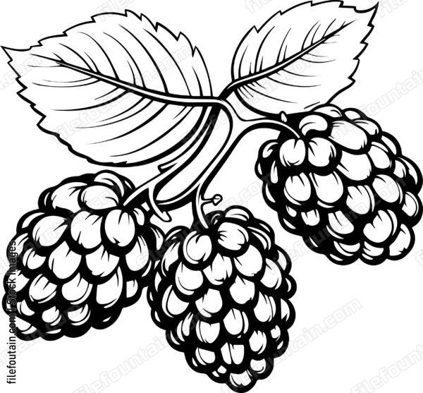 Berries Fruits