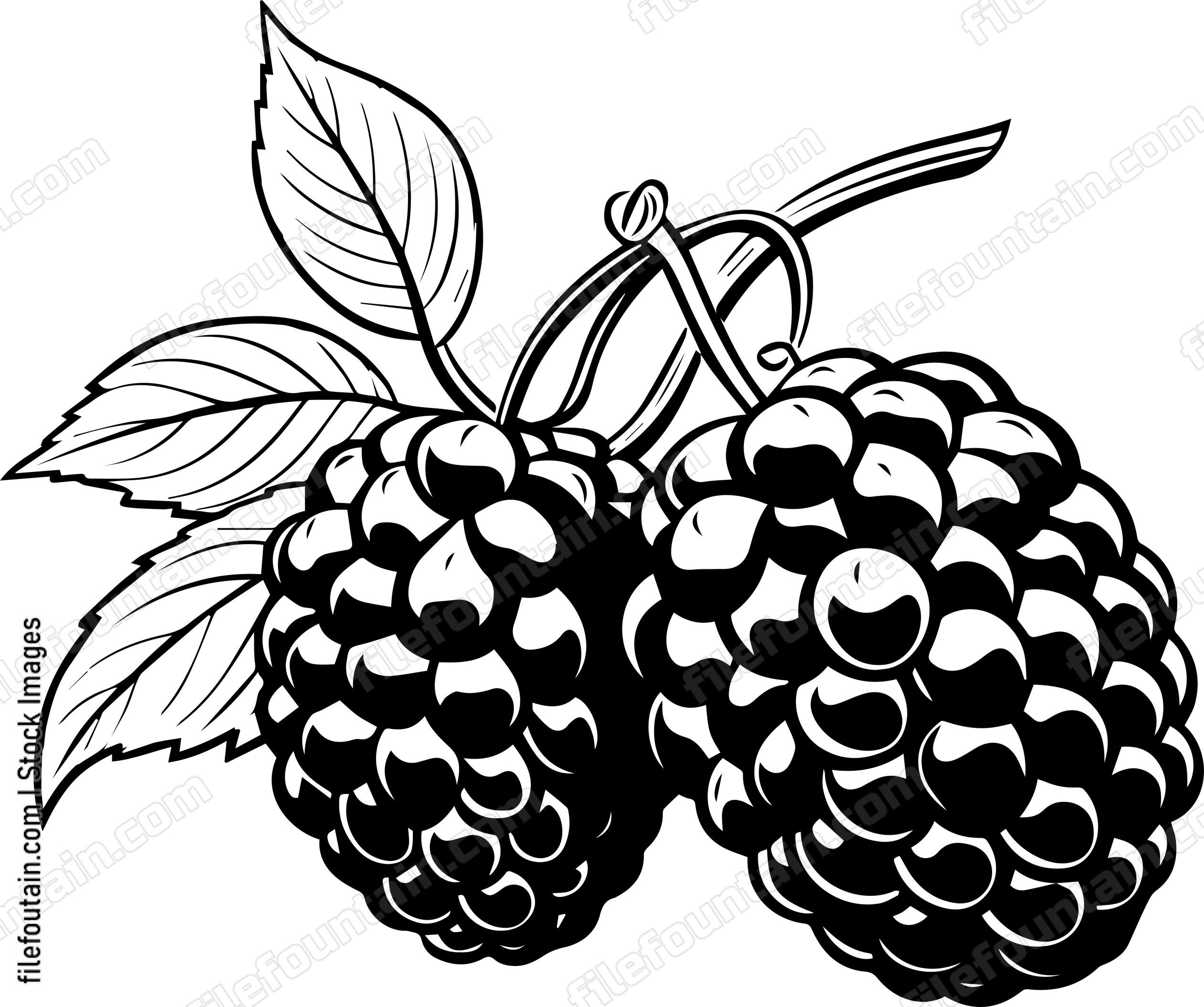 Berries Fruits