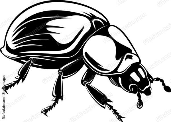 Bettle Close Up