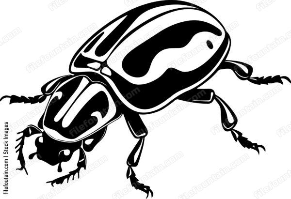 Bettle Close Up