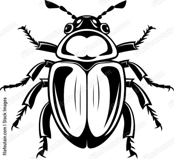 Bettle Close Up