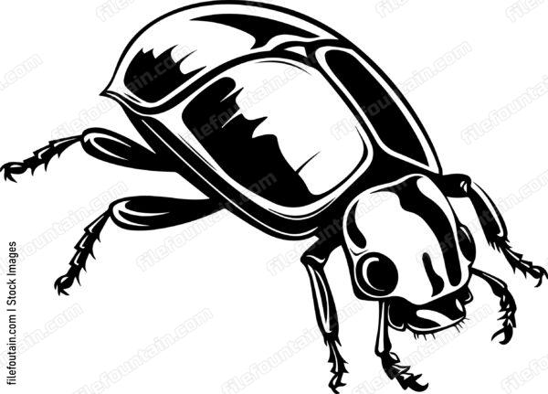 Bettle Close Up