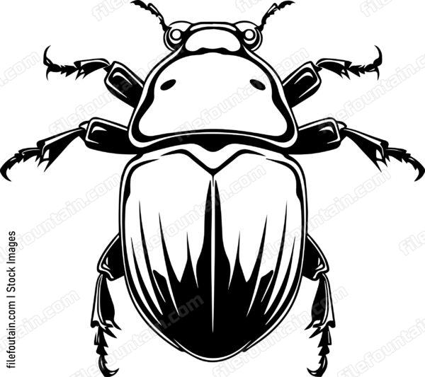 Bettle Close Up