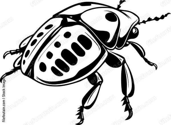 Bettle Close Up