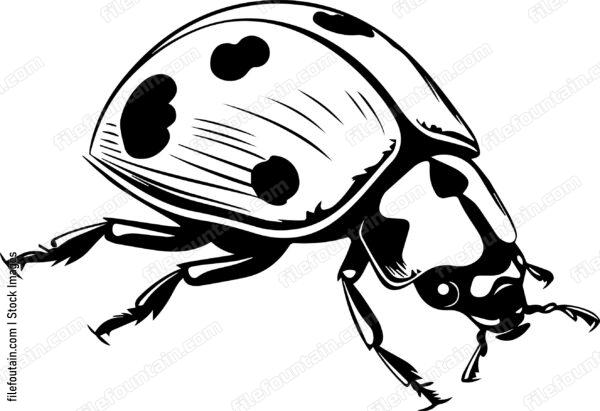 Bettle Close Up