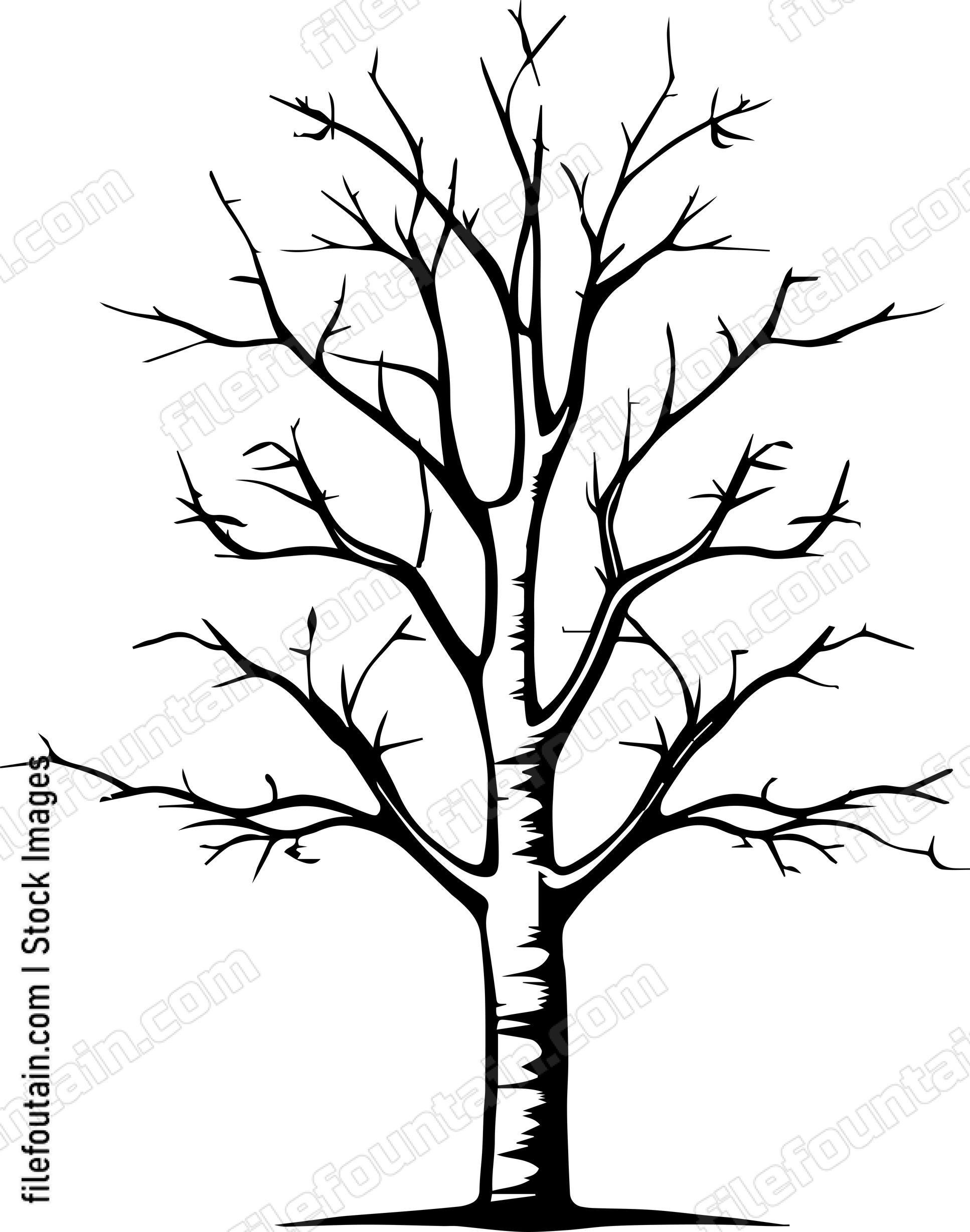 Birch Tree