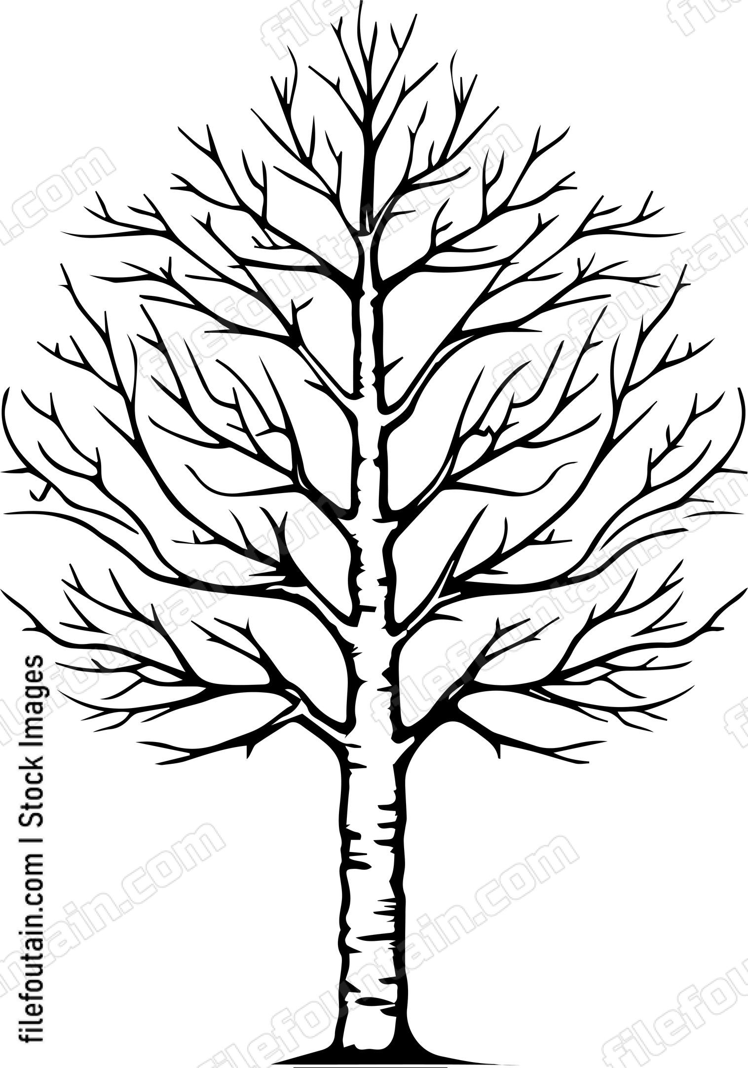 Birch Tree