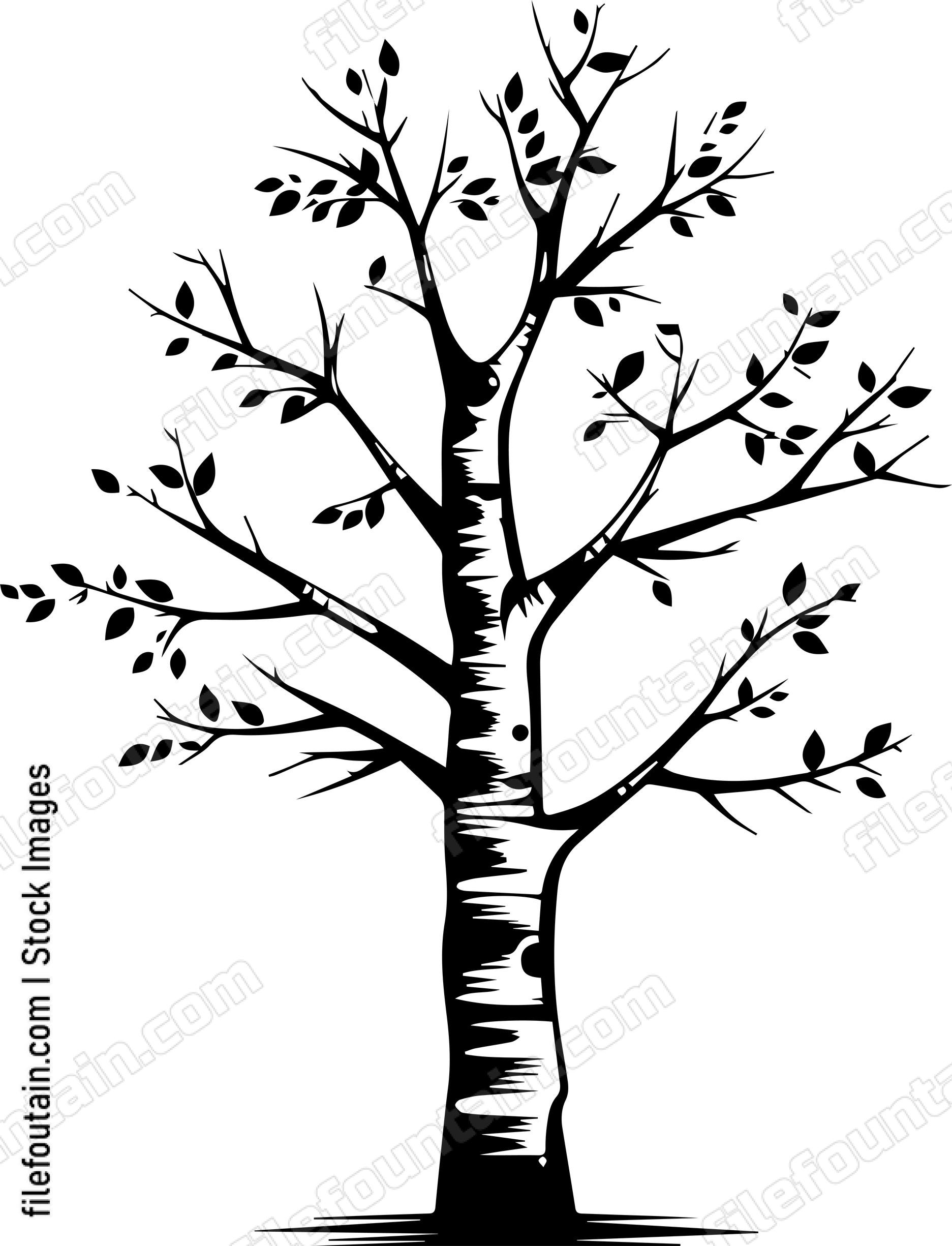 Birch Tree