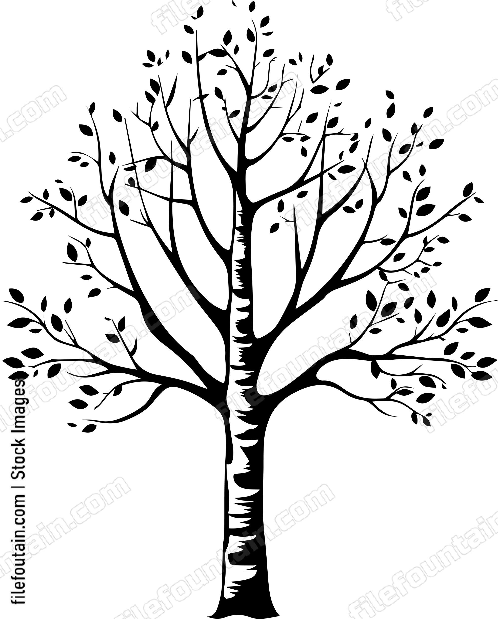 Birch Tree