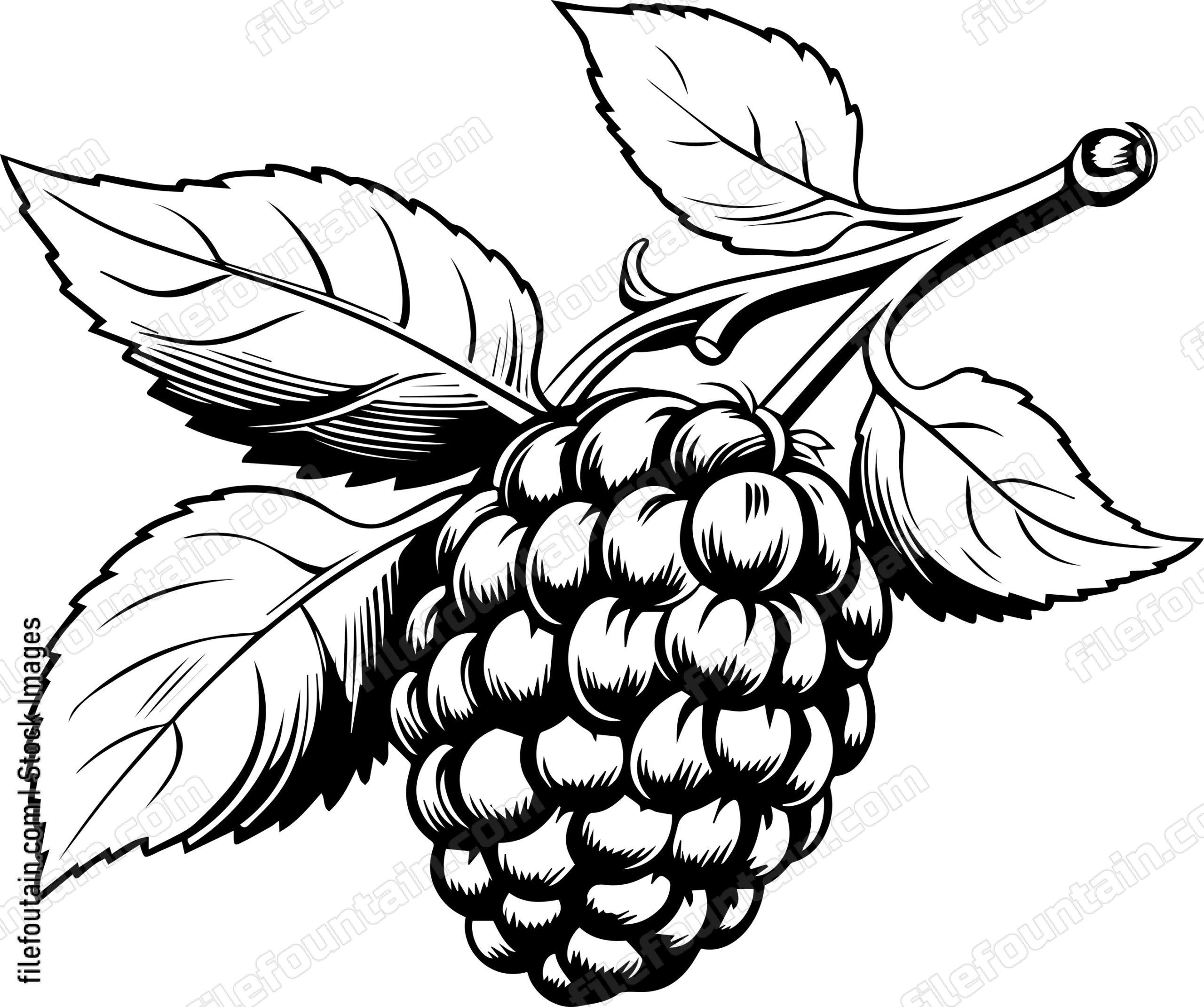 Blackberry