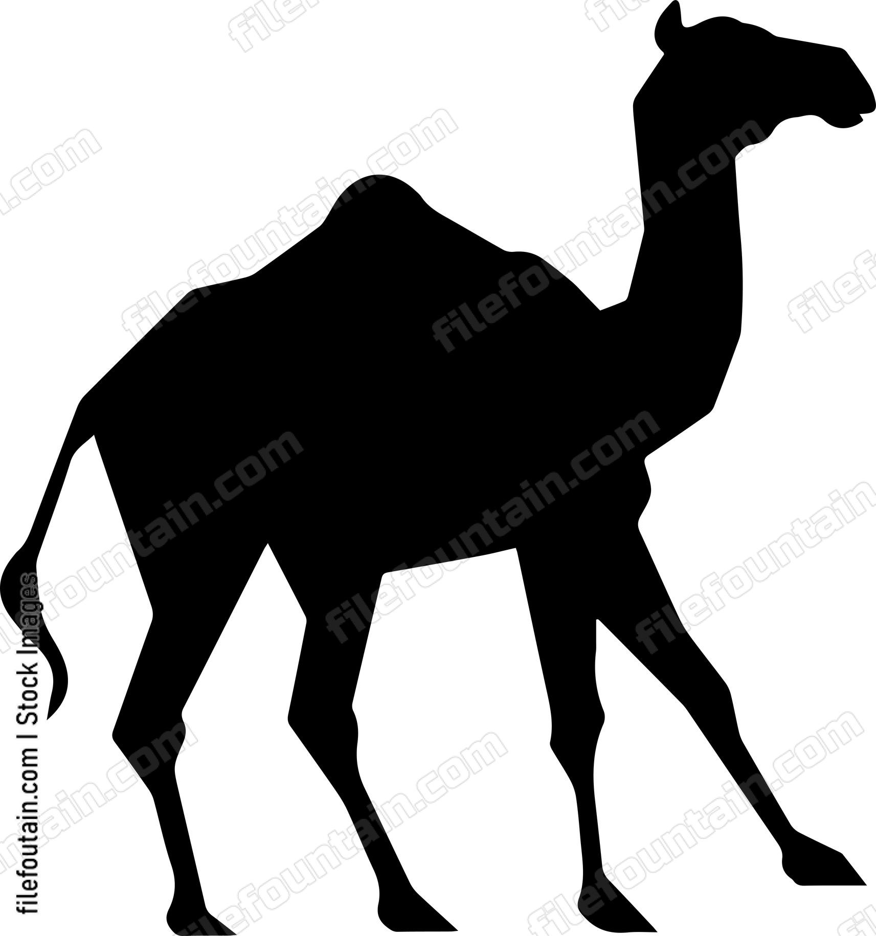 Camel