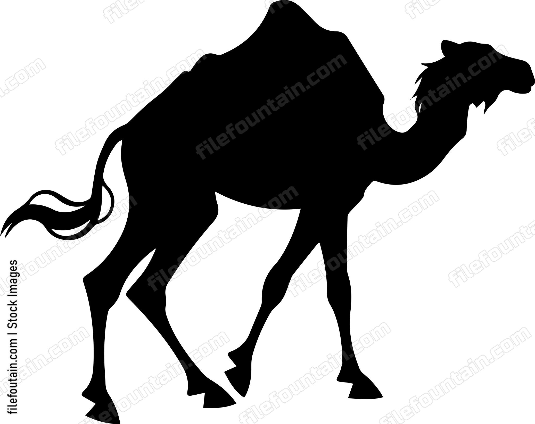 Camel