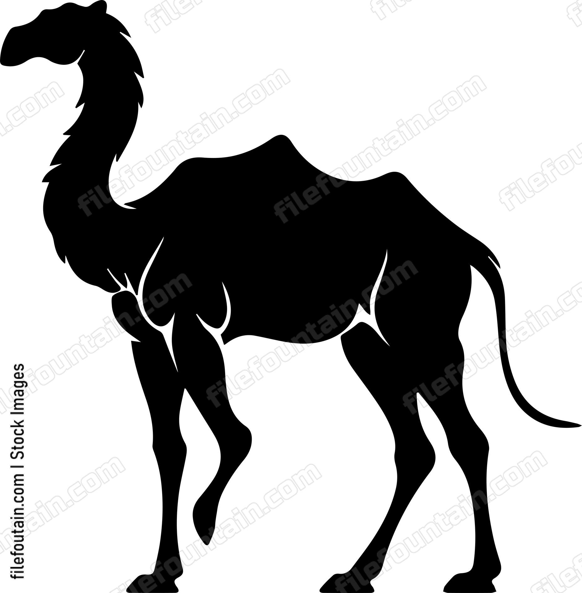 Camel