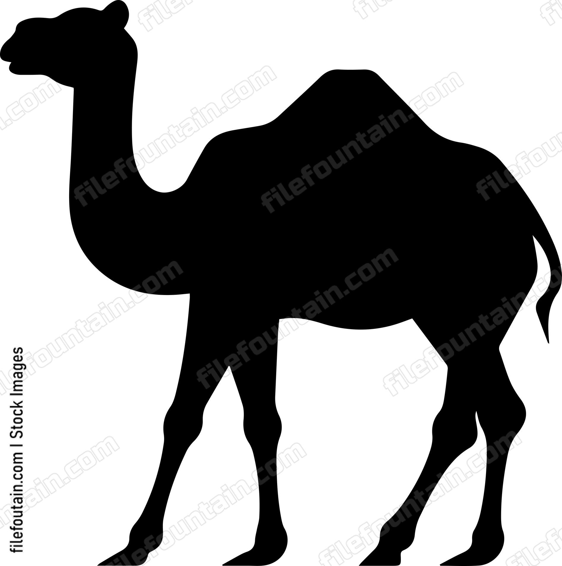 Camel