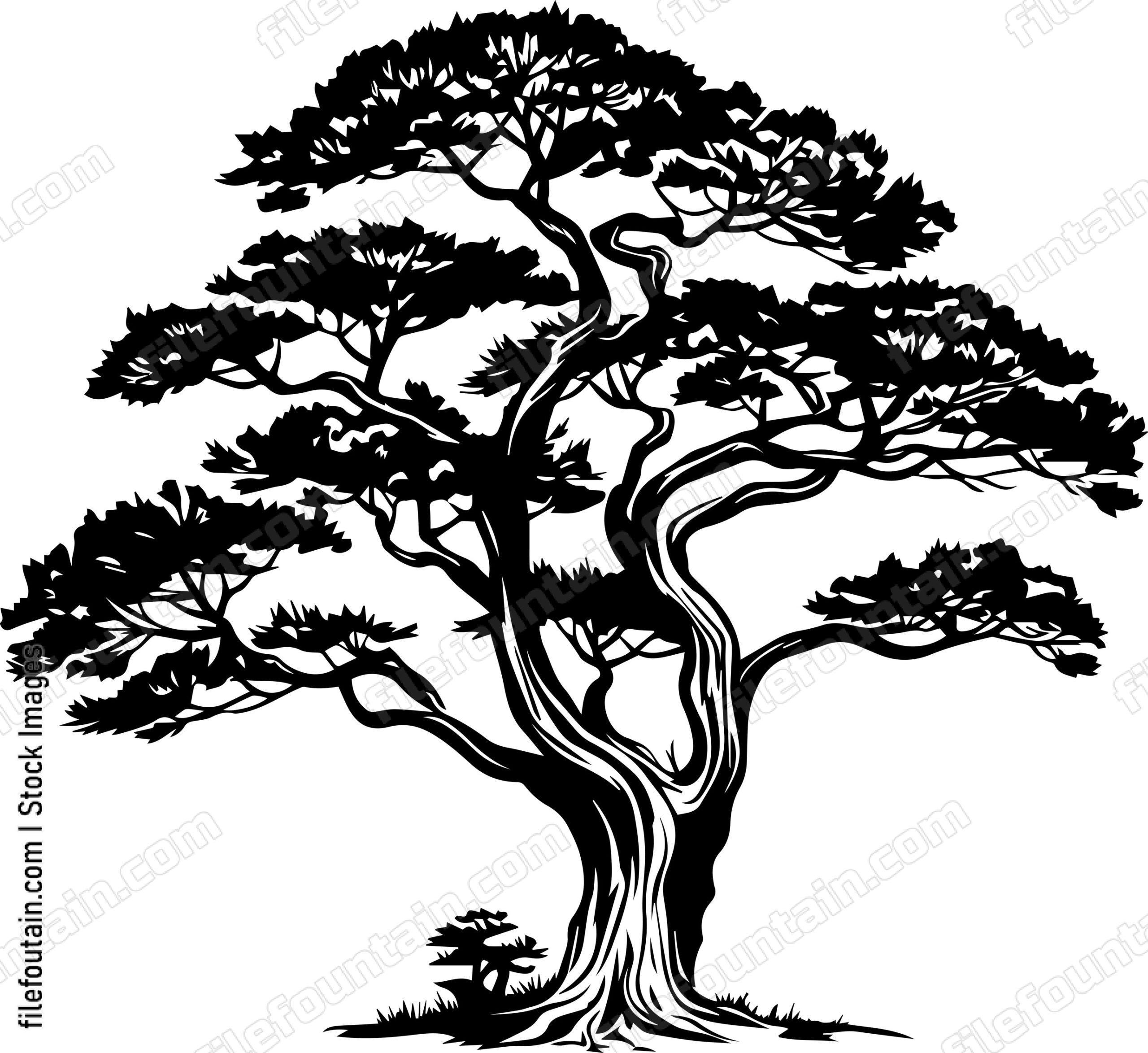 Cedar Tree
