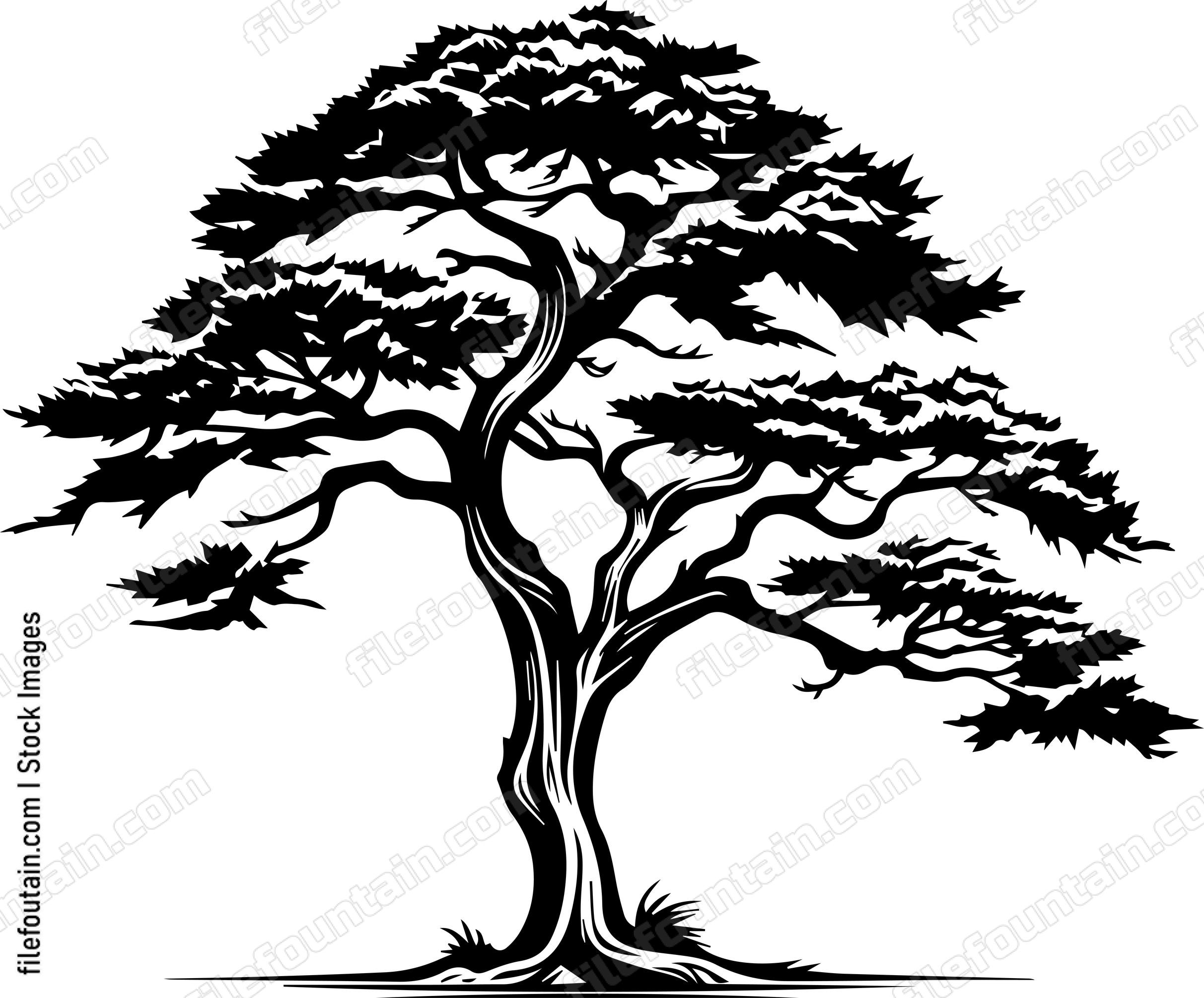 Cedar Tree