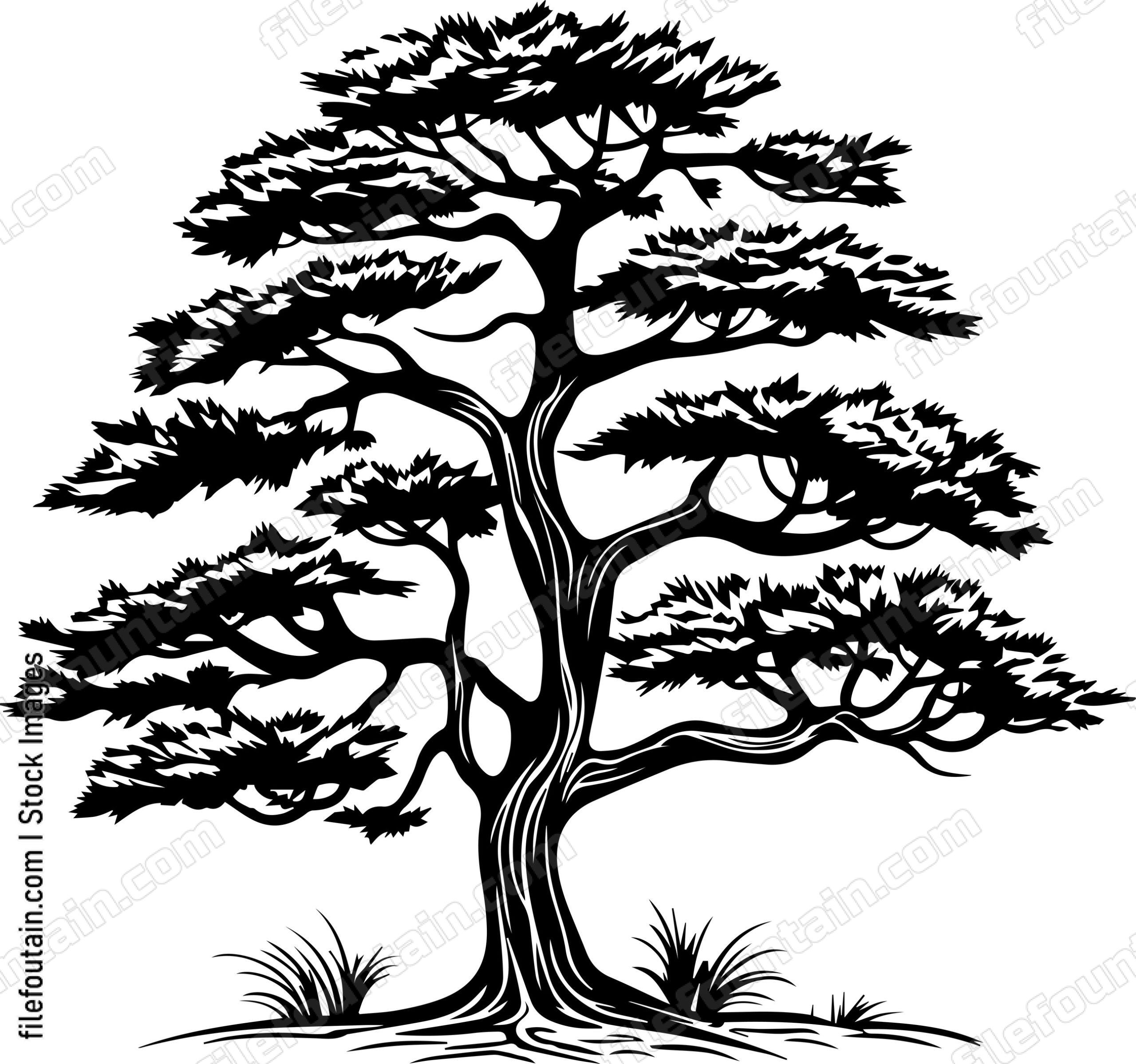Cedar Tree