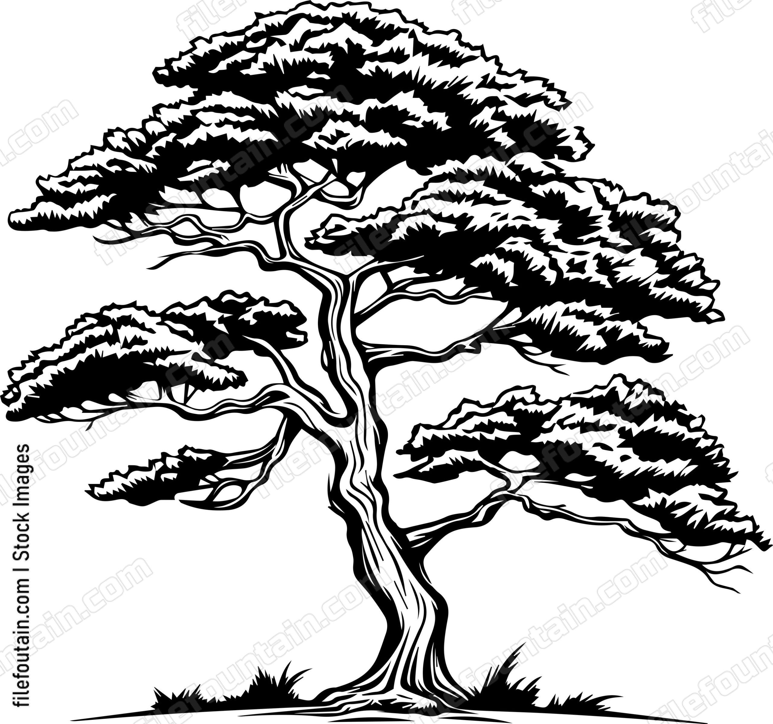 Cedar Tree