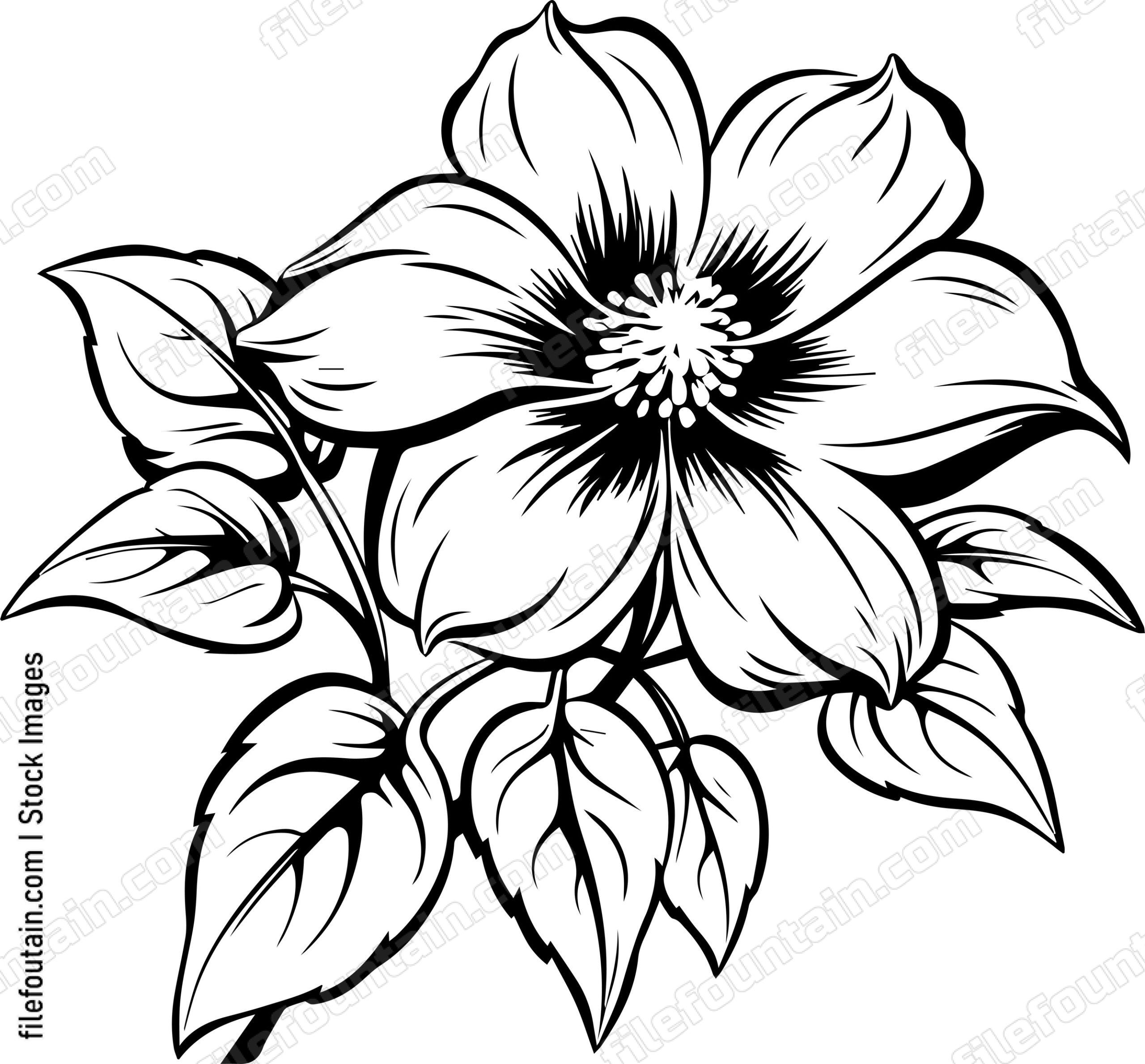 Clematis