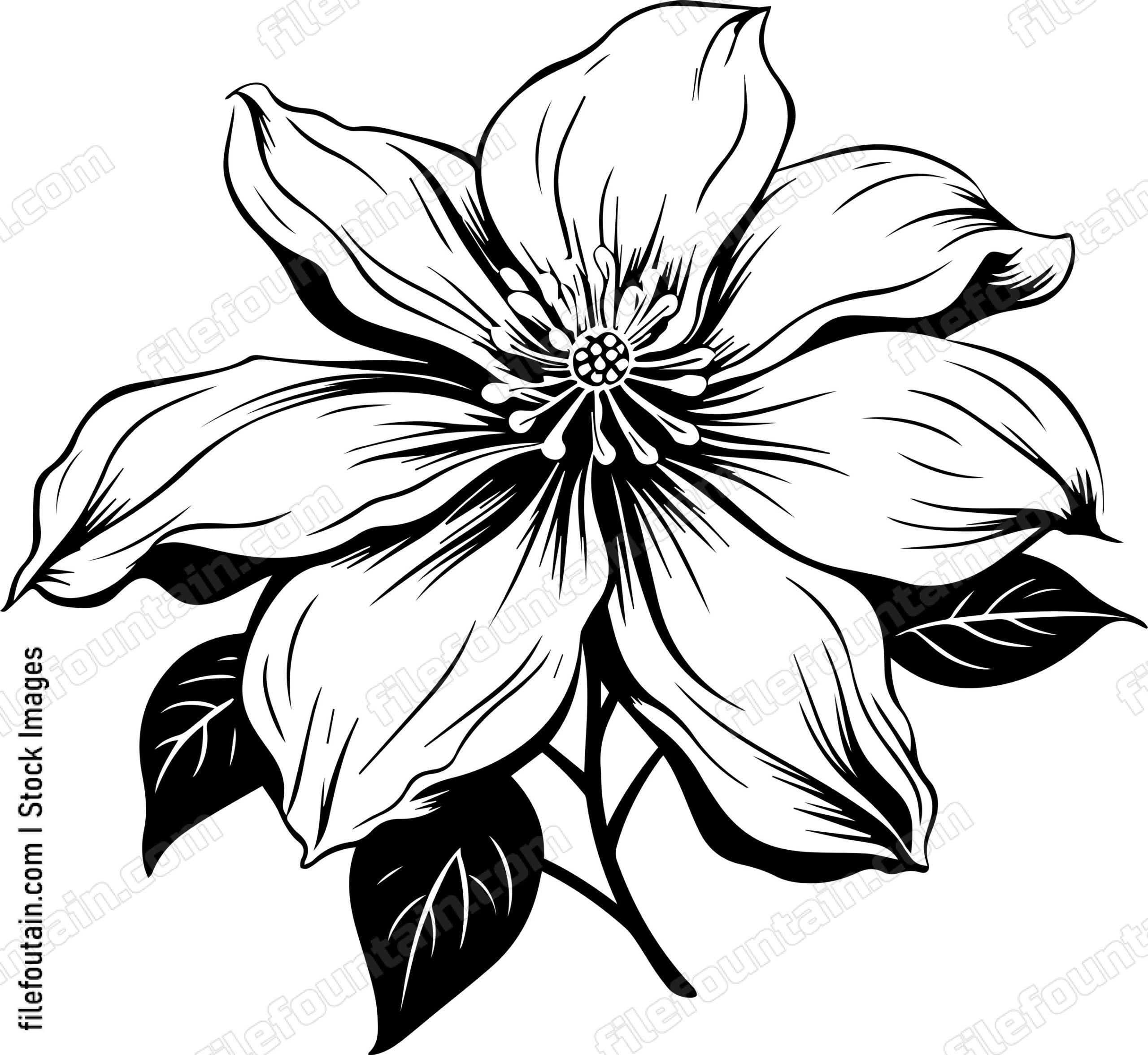 Clematis
