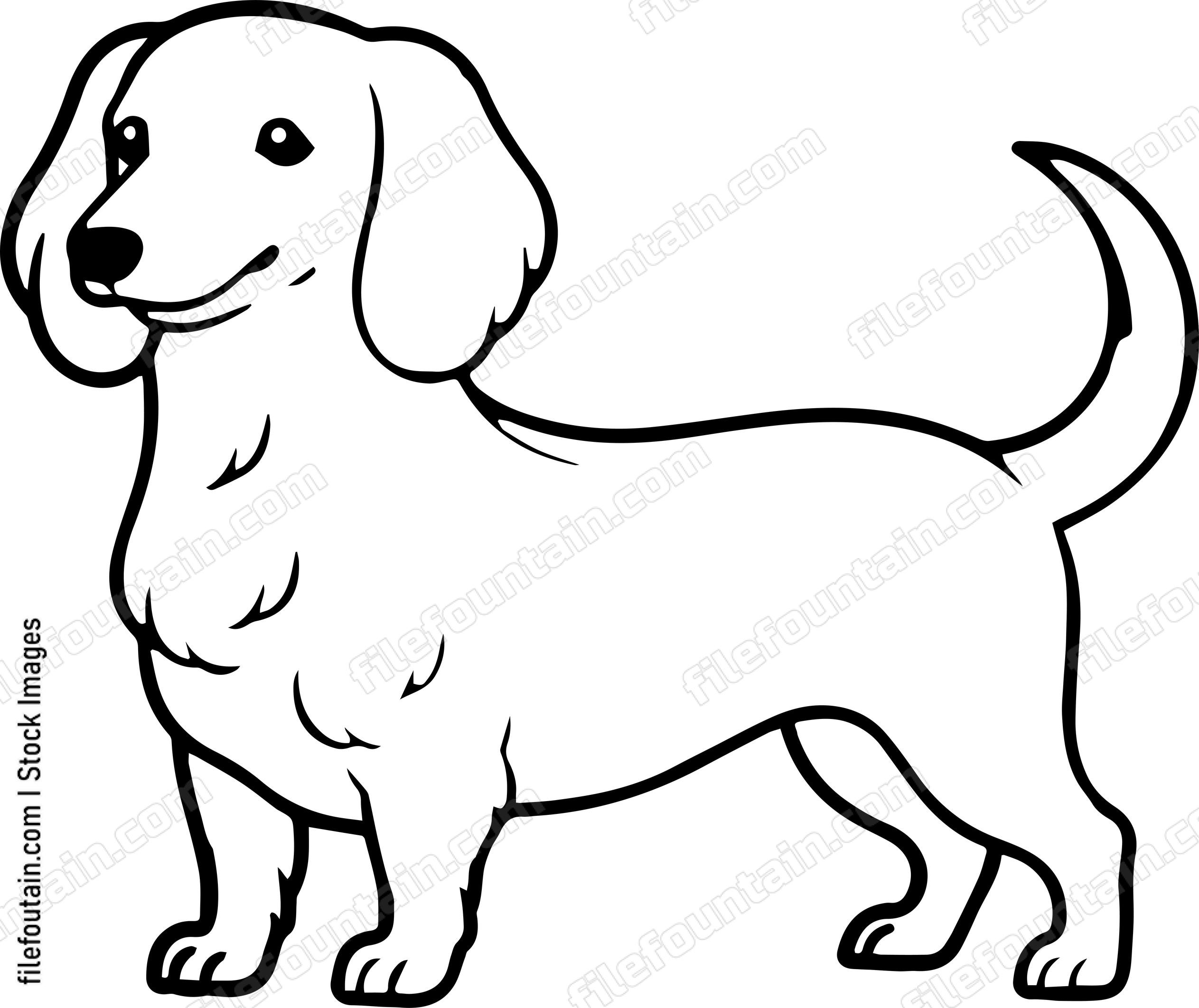 Dachshund