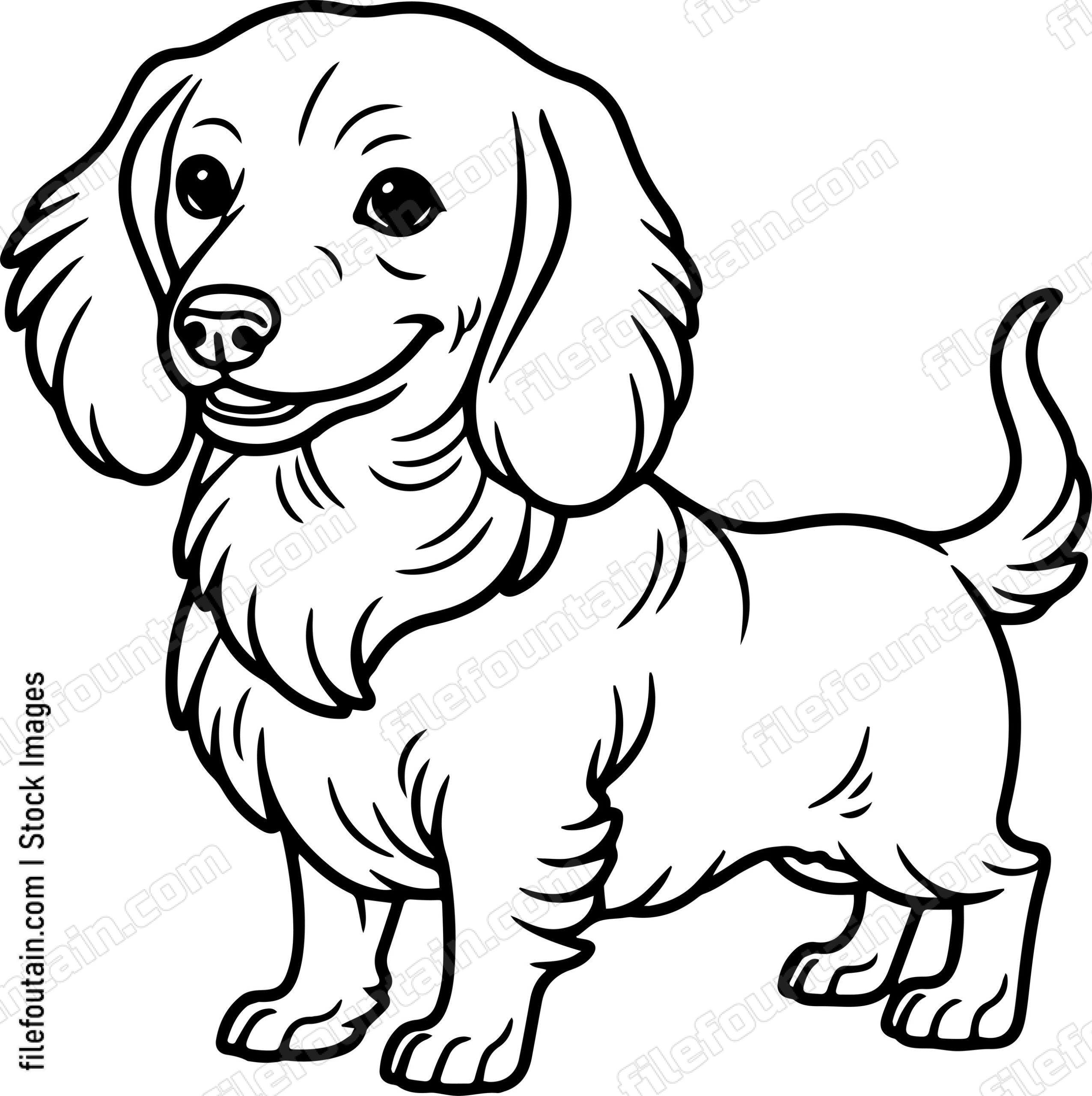 Dachshund