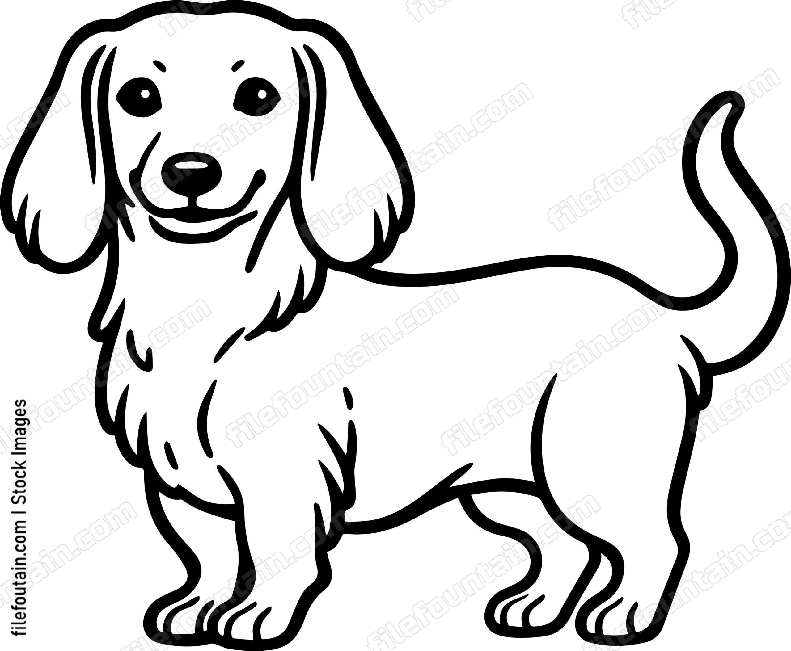 Dachshund