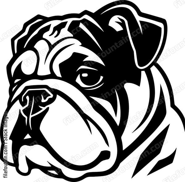 English Bulldog