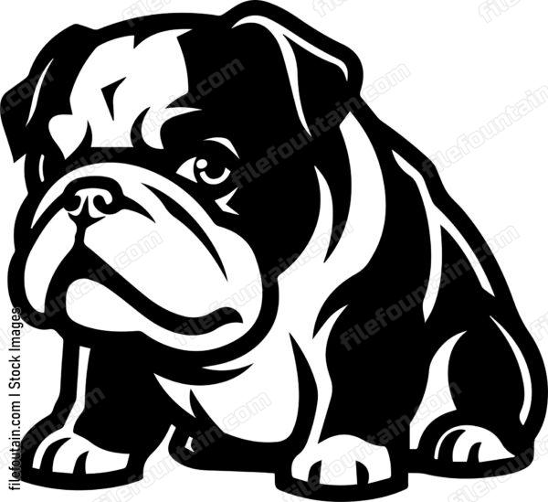 English Bulldog
