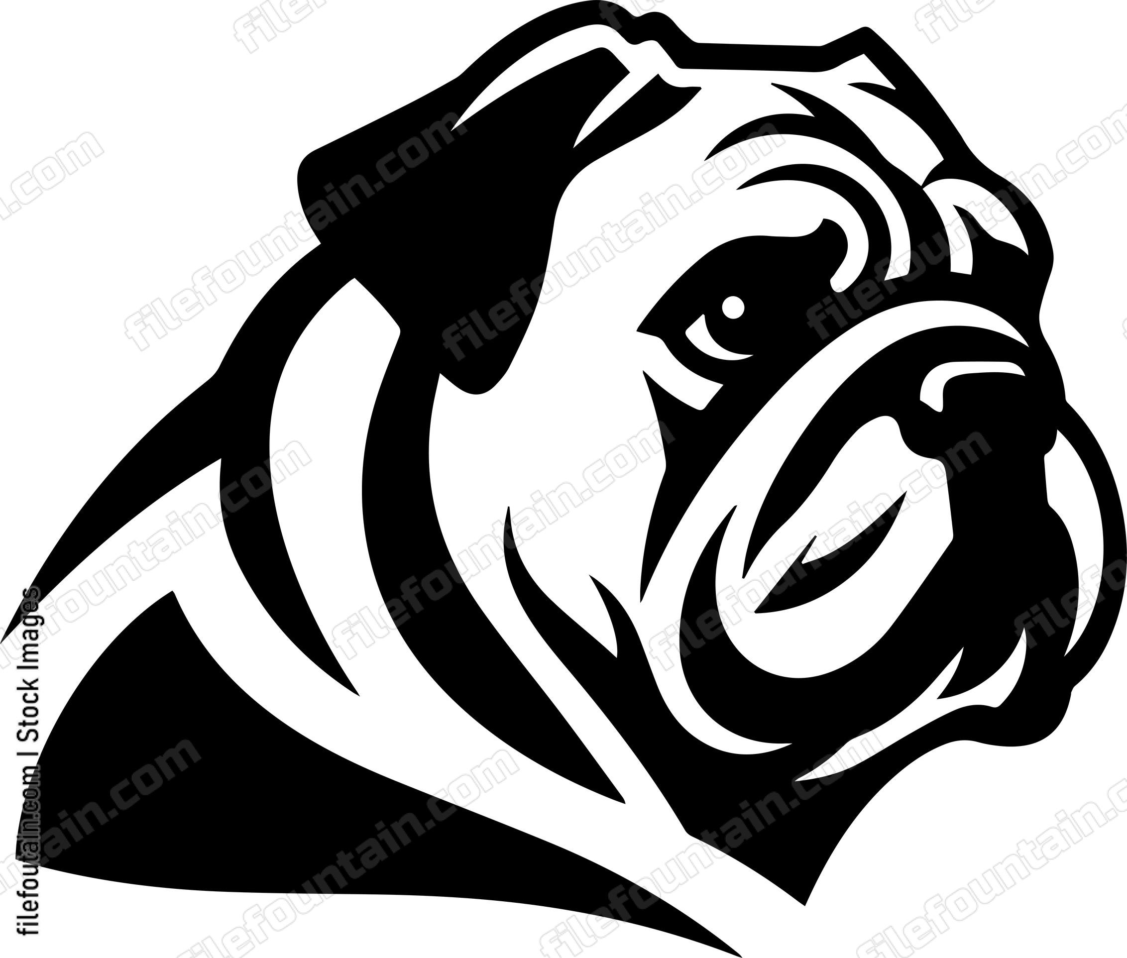 English Bulldog