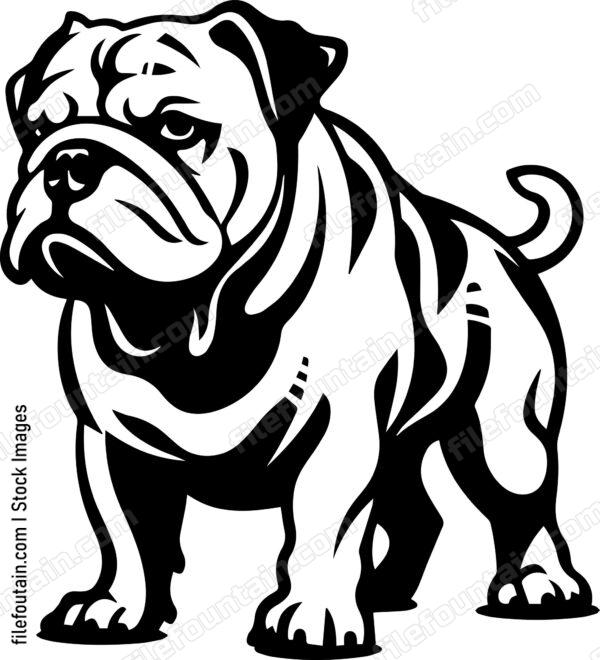 English Bulldog