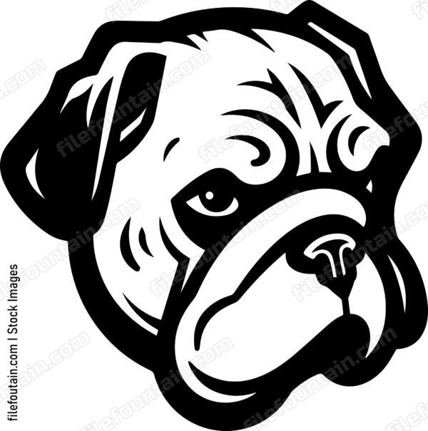 English Bulldog