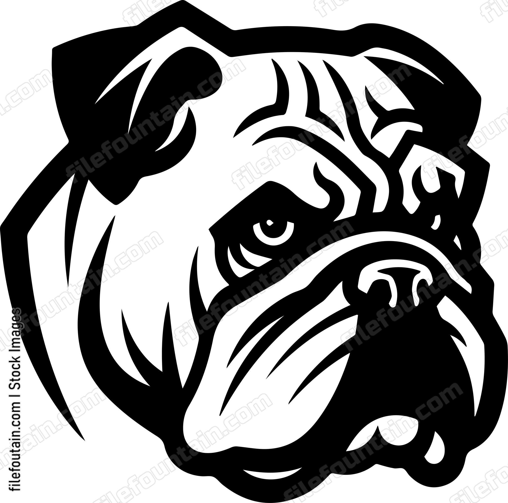 English Bulldog