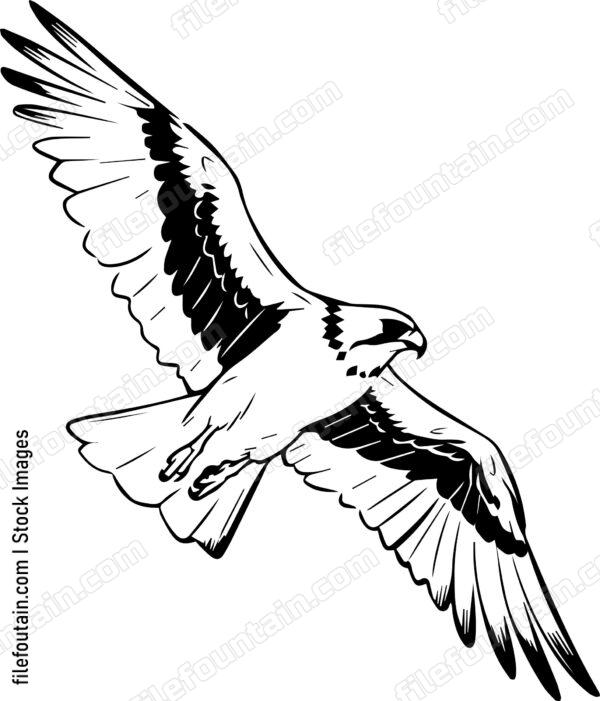 falcon Flying