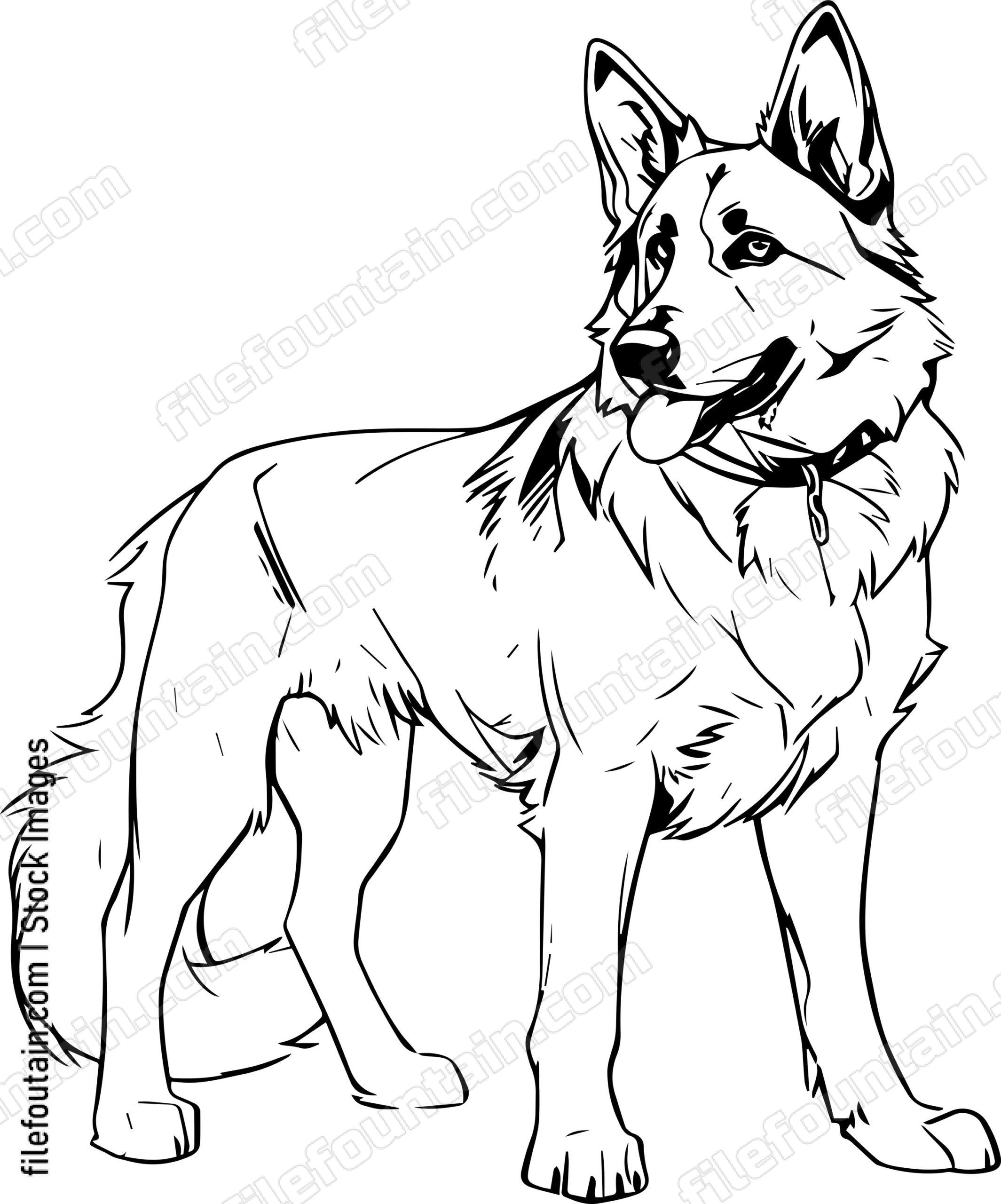 German Shepherd