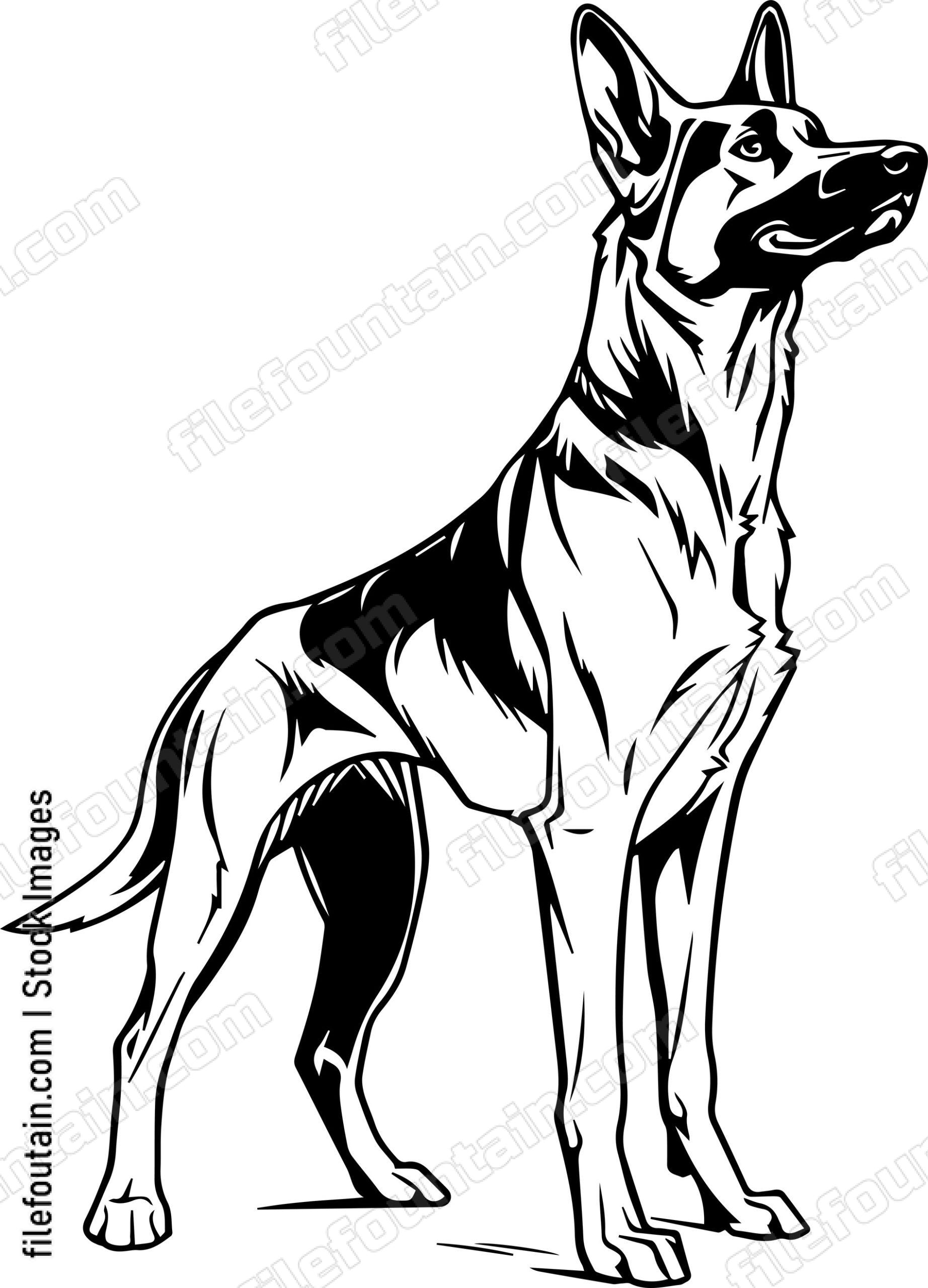 German Shepherd