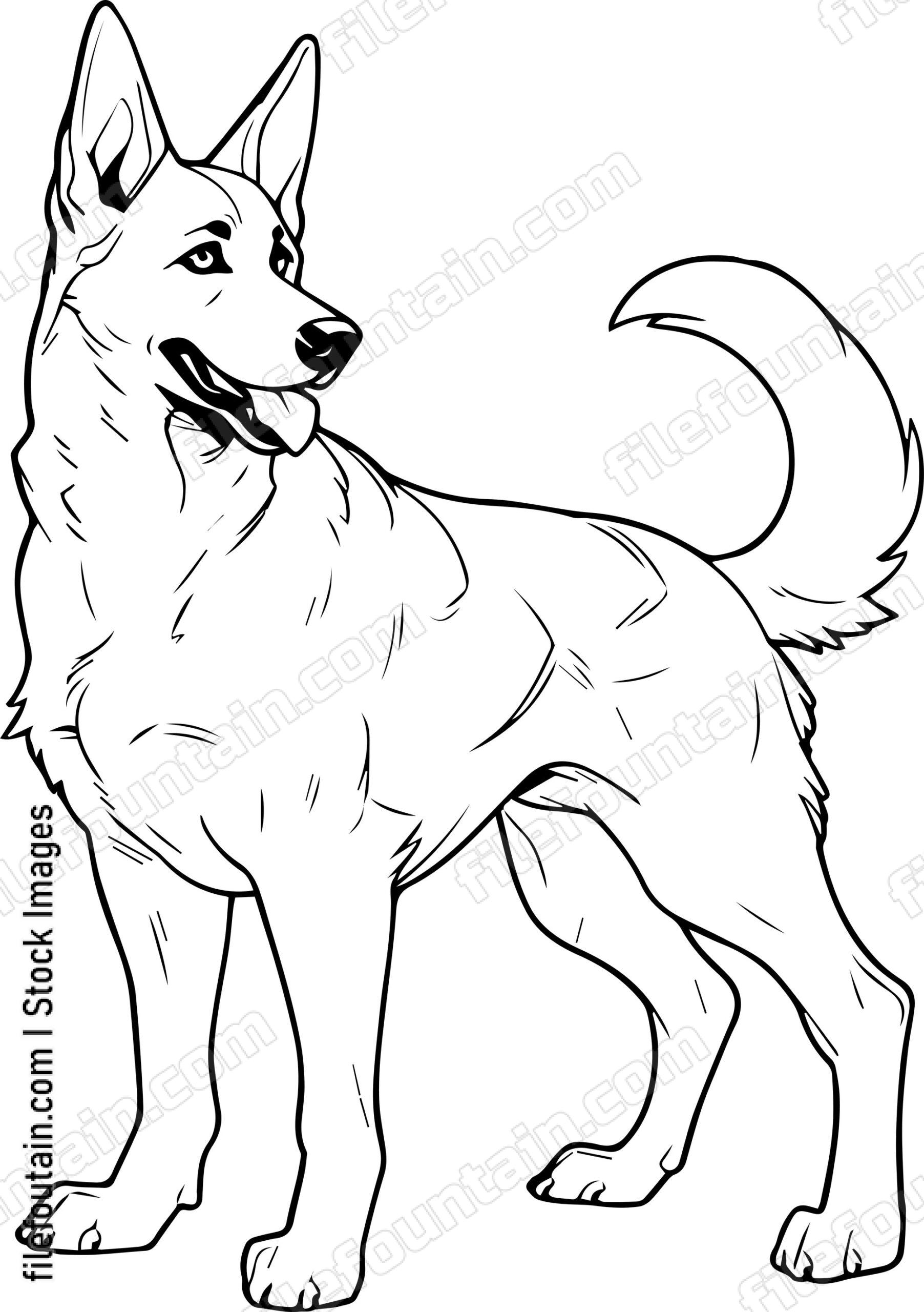 German Shepherd
