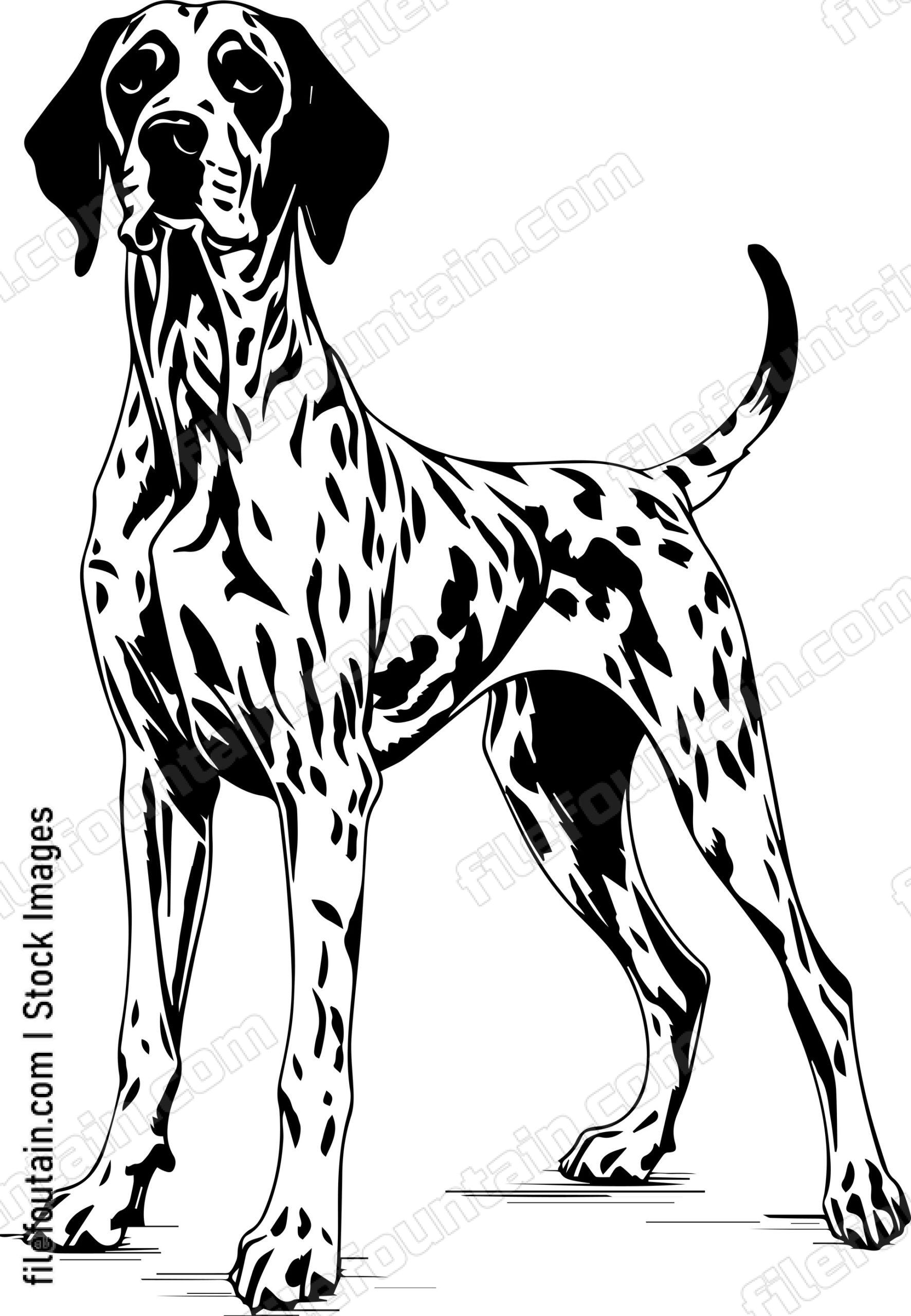 German Shorthaired Pointer