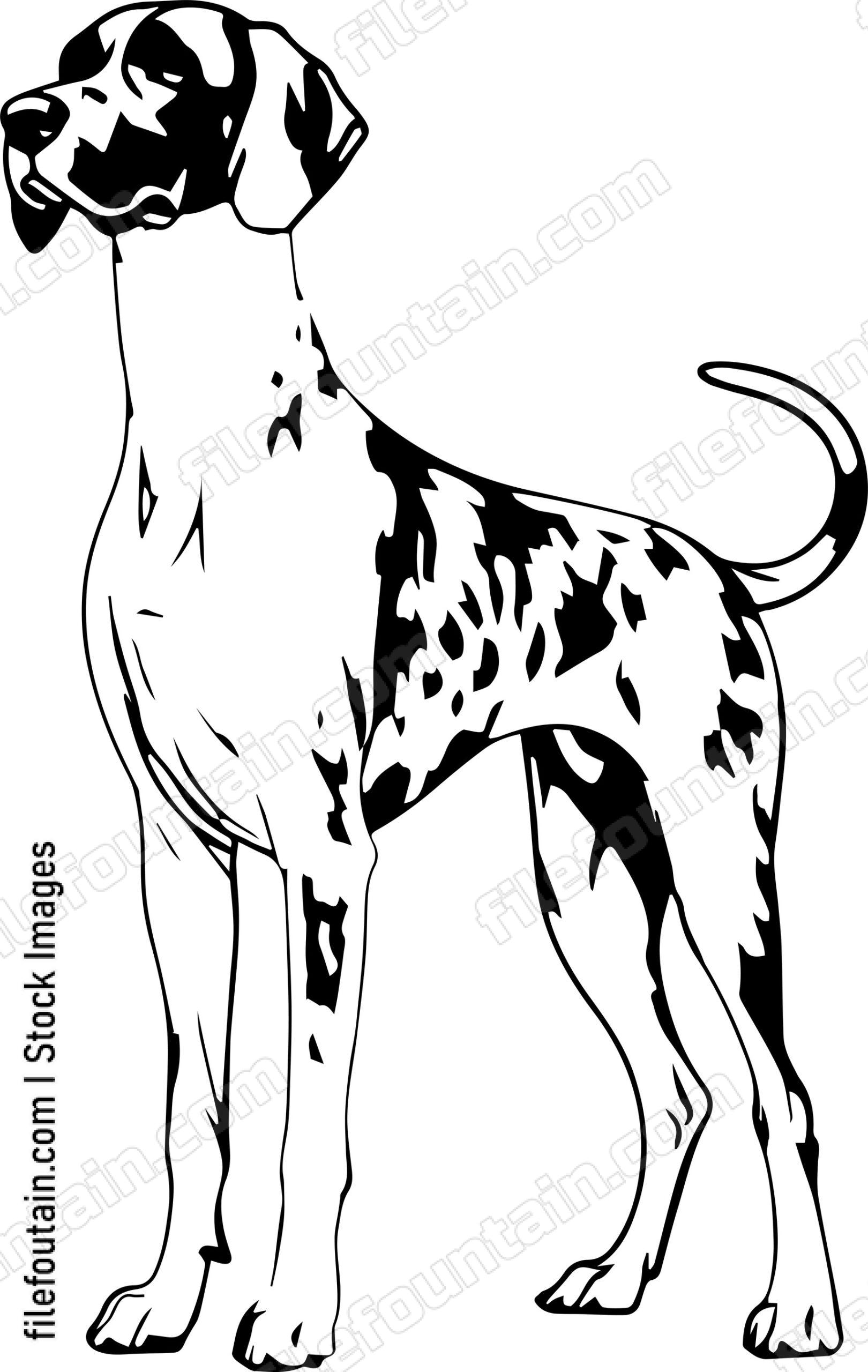 German Shorthaired Pointer