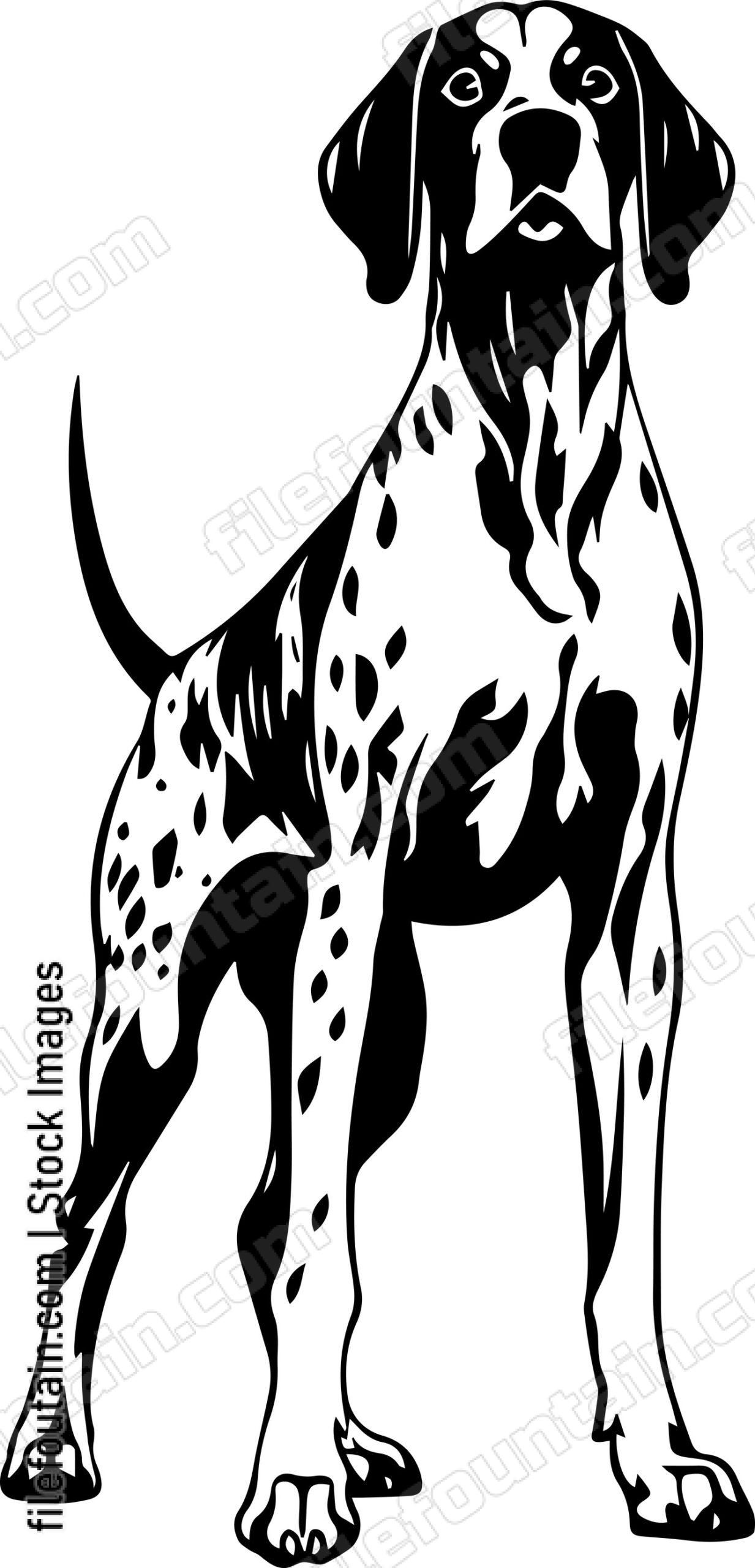 German Shorthaired Pointer